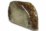 Free-Standing, Petoskey Stone (Fossil Coral) Section - Michigan #356998-1